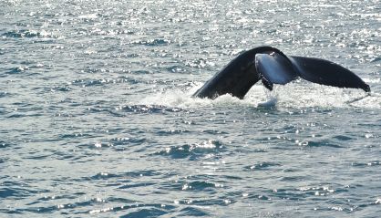 Pozorování velryb na Islandu