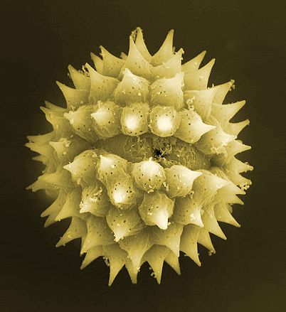 Pylové zrnko ambrózie pod mikroskopem