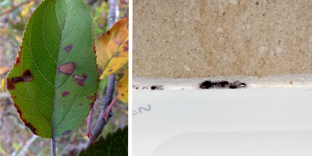 Stejná černá plíseň, která napadá rostliny, může zaútočit i na vaši koupelnu
